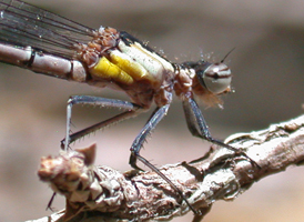 Aurora Damsel